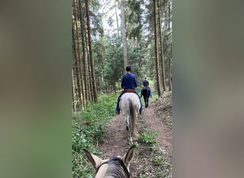 Quarter horse américain, Hongre, 16 Ans, 155 cm, Gris (bai-dun)