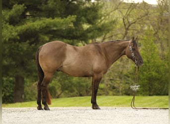 Quarter horse américain, Hongre, 16 Ans, 155 cm, Grullo