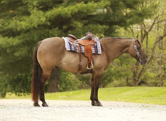 Quarter horse américain, Hongre, 16 Ans, 155 cm, Grullo
