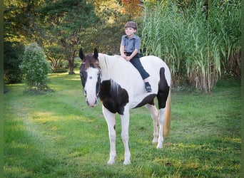 Quarter horse américain, Hongre, 16 Ans, 155 cm, Tobiano-toutes couleurs