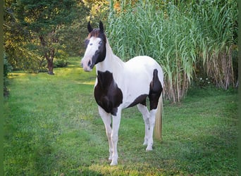 Quarter horse américain, Hongre, 16 Ans, 155 cm, Tobiano-toutes couleurs