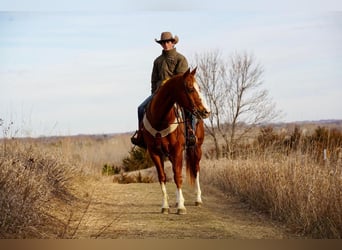 Quarter horse américain, Hongre, 16 Ans, 157 cm, Alezan cuivré