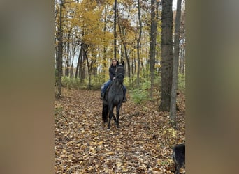 Quarter horse américain, Hongre, 16 Ans, 157 cm, Rouan Bleu