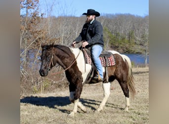 Quarter horse américain, Hongre, 16 Ans, 157 cm, Tobiano-toutes couleurs