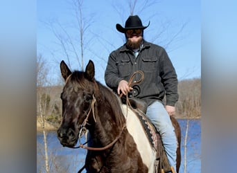 Quarter horse américain, Hongre, 16 Ans, 157 cm, Tobiano-toutes couleurs