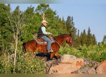 Quarter horse américain, Hongre, 16 Ans, 163 cm, Bai cerise