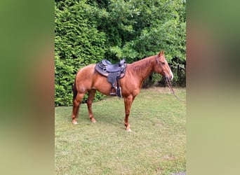 Quarter horse américain, Hongre, 16 Ans, 163 cm, Rouan Rouge
