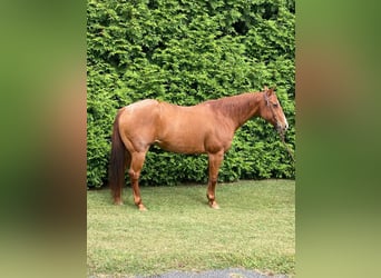Quarter horse américain, Hongre, 16 Ans, 163 cm, Rouan Rouge