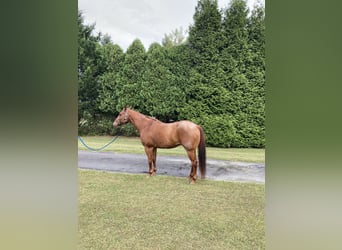 Quarter horse américain, Hongre, 16 Ans, 163 cm, Rouan Rouge