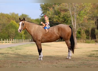 Quarter horse américain, Hongre, 16 Ans, Buckskin