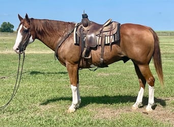 Quarter horse américain, Hongre, 16 Ans, Overo-toutes couleurs