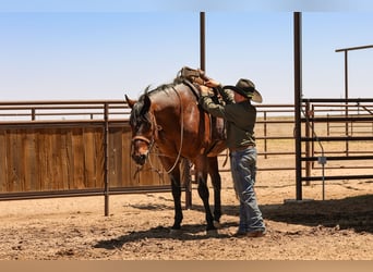 Quarter horse américain, Hongre, 16 Ans, Roan-Bay