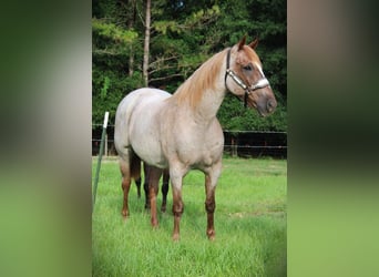 Quarter horse américain, Hongre, 16 Ans, Rouan Rouge