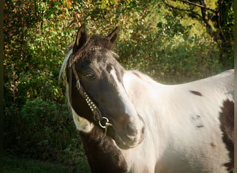 Quarter horse américain, Hongre, 17 Ans, 124 cm, Tobiano-toutes couleurs