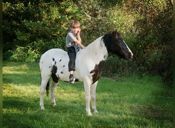 Quarter horse américain, Hongre, 17 Ans, 124 cm, Tobiano-toutes couleurs