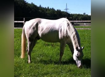 Quarter horse américain, Hongre, 17 Ans, 150 cm, Gris