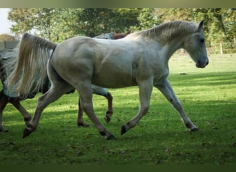 Quarter horse américain, Hongre, 17 Ans, 150 cm, Gris