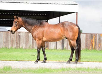 Quarter horse américain, Hongre, 17 Ans, 150 cm, Roan-Bay