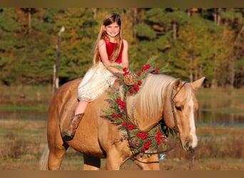 Quarter horse américain, Hongre, 17 Ans, 152 cm, Palomino