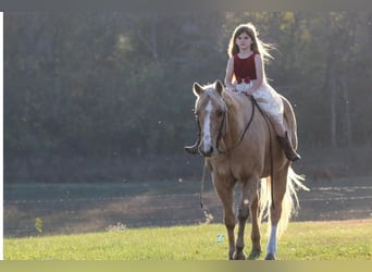 Quarter horse américain, Hongre, 17 Ans, 152 cm, Palomino