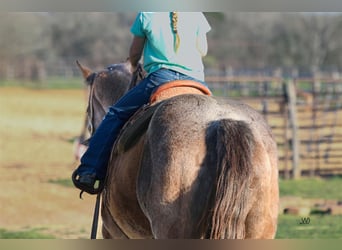 Quarter horse américain, Hongre, 17 Ans, 152 cm, Rouan Bleu