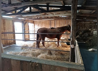 Quarter horse américain Croisé, Hongre, 17 Ans, 154 cm, Alezan