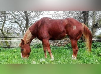 Quarter horse américain Croisé, Hongre, 17 Ans, 155 cm, Alezan