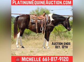 Quarter horse américain, Hongre, 17 Ans, 155 cm, Tobiano-toutes couleurs