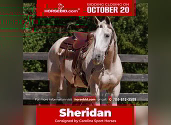 Quarter horse américain, Hongre, 17 Ans, 157 cm, Gris