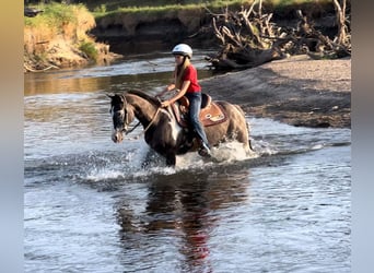 Quarter horse américain, Hongre, 18 Ans, 142 cm, Grullo