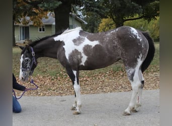 Quarter horse américain, Hongre, 18 Ans, 142 cm, Grullo