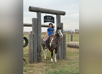 Quarter horse américain, Hongre, 18 Ans, 142 cm, Grullo