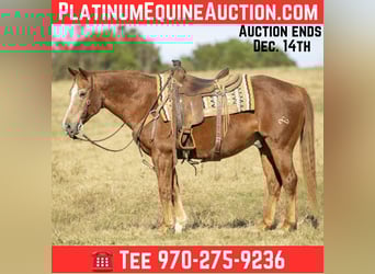 Quarter horse américain, Hongre, 18 Ans, 150 cm, Alezan cuivré