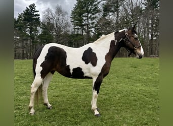 Quarter horse américain, Hongre, 18 Ans, 150 cm, Bai cerise