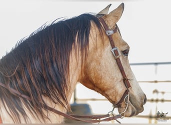 Quarter horse américain, Hongre, 18 Ans, 150 cm, Buckskin