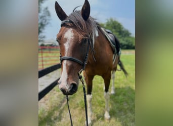 Quarter horse américain Croisé, Hongre, 18 Ans, 152 cm, Pinto