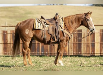 Quarter horse américain, Hongre, 19 Ans, 150 cm, Alezan cuivré