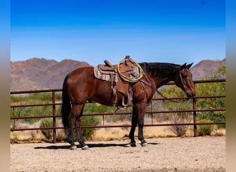 Quarter horse américain, Hongre, 19 Ans, 152 cm, Bai cerise