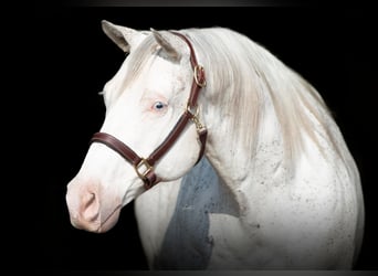 Quarter horse américain, Hongre, 19 Ans, 155 cm, Blanc