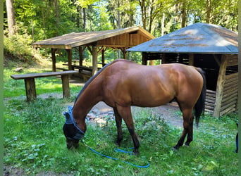 Quarter horse américain, Hongre, 19 Ans, 156 cm, Bai