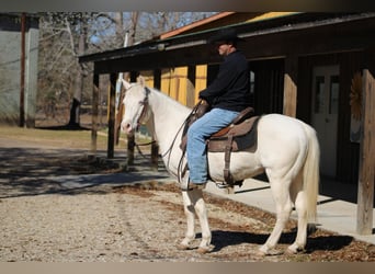 Quarter horse américain, Hongre, 19 Ans, Cremello