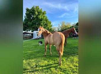 Quarter horse américain, Hongre, 1 Année, 120 cm, Alezan dun