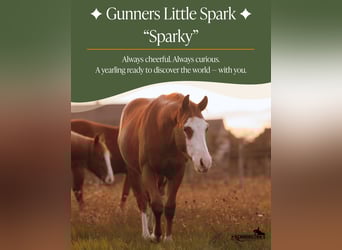 Quarter horse américain, Hongre, 1 Année, 135 cm, Alezan