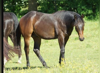 Quarter horse américain, Hongre, 1 Année, 148 cm, Bai brun