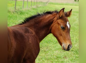 Quarter horse américain, Hongre, 1 Année, 148 cm, Bai