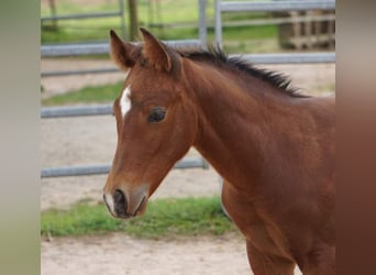 Quarter horse américain, Hongre, 1 Année, 148 cm, Bai
