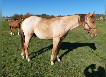 Quarter horse américain, Hongre, 1 Année, 150 cm, Alezan dun