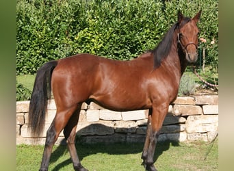 Quarter horse américain, Hongre, 1 Année, 150 cm, Bai