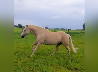 Quarter horse américain, Hongre, 1 Année, 150 cm, Palomino