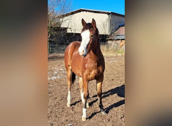 Quarter horse américain, Hongre, 1 Année, 152 cm, Bai